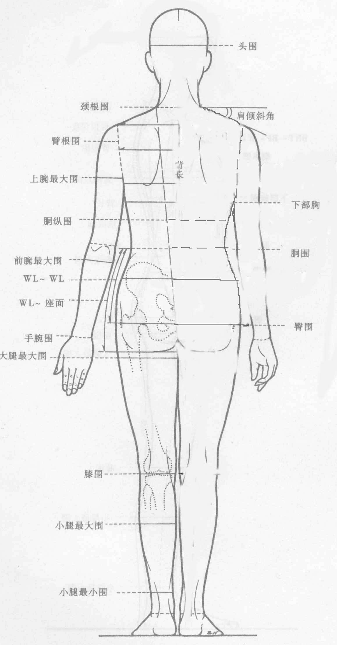 人体绘画躯干的肌肉正面与背部-普画网